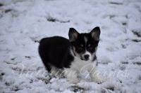 Pembroke Welsh Corgi Puppies for sale in East Canton, OH 44730, USA. price: NA