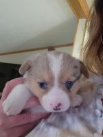 Pembroke Welsh Corgi Puppies for sale in Hawthorn, PA, USA. price: NA