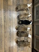 Pembroke Welsh Corgi Puppies for sale in Saltville, VA, USA. price: NA