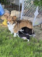 Pembroke Welsh Corgi Puppies for sale in Jordan Valley, OR 97910, USA. price: NA