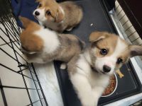 Pembroke Welsh Corgi Puppies for sale in Bartlesville, OK 74003, USA. price: NA