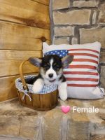 Pembroke Welsh Corgi Puppies for sale in Jacksonville, TX 75766, USA. price: $1,400