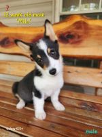 Pembroke Welsh Corgi Puppies for sale in Stilwell, OK 74960, USA. price: $700