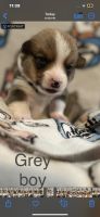 Pembroke Welsh Corgi Puppies for sale in LaFollette, TN, USA. price: $1,000