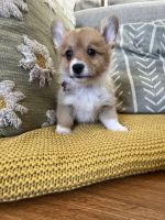 Pembroke Welsh Corgi Puppies for sale in Indianapolis, IN, USA. price: $1,200