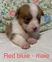 Pembroke Welsh Corgi Puppies for sale in Unicoi, TN, USA. price: $1,300