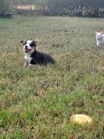 Pembroke Welsh Corgi Puppies for sale in Statesville, NC, USA. price: $1,000