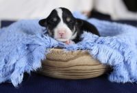 Pembroke Welsh Corgi Puppies for sale in Hale, MI 48739, USA. price: $800