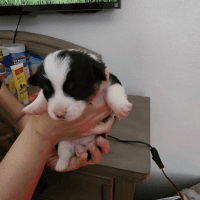 Pembroke Welsh Corgi Puppies for sale in Spring Valley, CA 91977, USA. price: $1,500