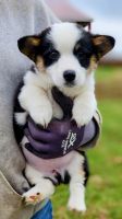 Pembroke Welsh Corgi Puppies for sale in Mt Sterling, KY 40353, USA. price: $600