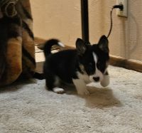 Pembroke Welsh Corgi Puppies for sale in Cottage Grove, MN 55016, USA. price: $750