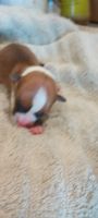 Pembroke Welsh Corgi Puppies for sale in Tucson, AZ 85730, USA. price: $1,000