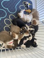 Pembroke Welsh Corgi Puppies for sale in Hereford, Texas. price: $1,500