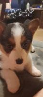 Pembroke Welsh Corgi Puppies for sale in Anoka, Minnesota. price: $1,600