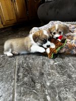 Pembroke Welsh Corgi Puppies for sale in Adairsville, Georgia. price: $1,500