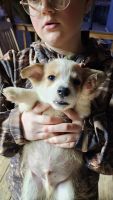Pembroke Welsh Corgi Puppies for sale in Andalusia, AL, USA. price: $800