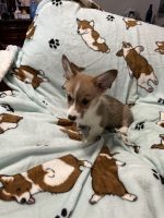 Pembroke Welsh Corgi Puppies for sale in Ardmore, OK 73401, USA. price: $500