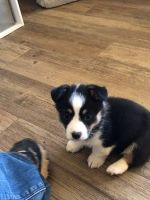 Pembroke Welsh Corgi Puppies for sale in Pittsburgh, PA, USA. price: $523