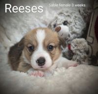 Pembroke Welsh Corgi Puppies for sale in Arizona City, Arizona. price: $1,400