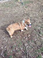 Pembroke Welsh Corgi Puppies for sale in Franklin, Tennessee. price: $1,250