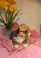 Pembroke Welsh Corgi Puppies for sale in Easley, South Carolina. price: $1,500