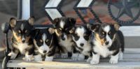 Pembroke Welsh Corgi Puppies for sale in Kearney, Nebraska. price: $1,000