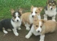 Pembroke Welsh Corgi Puppies for sale in New York, NY, USA. price: NA