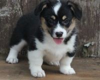 Pembroke Welsh Corgi Puppies for sale in Wilmore, KY 40390, USA. price: NA