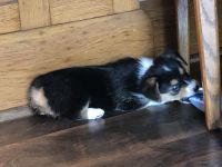 Pembroke Welsh Corgi Puppies for sale in Louisville, OH 44641, USA. price: NA