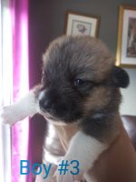 Pembroke Welsh Corgi Puppies for sale in Lilburn, GA 30047, USA. price: NA