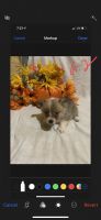 Pembroke Welsh Corgi Puppies for sale in Durant, OK, USA. price: NA
