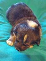 Pembroke Welsh Corgi Puppies for sale in Marana, AZ, USA. price: NA