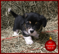 Pembroke Welsh Corgi Puppies for sale in Smiths Grove, KY 42171, USA. price: NA