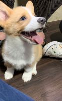 Pembroke Welsh Corgi Puppies for sale in Summerville, SC 29486, USA. price: NA