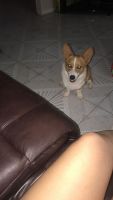 Pembroke Welsh Corgi Puppies for sale in Irving, TX, USA. price: NA