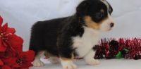 Pembroke Welsh Corgi Puppies for sale in Reno, NV, USA. price: NA