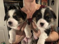 Pembroke Welsh Corgi Puppies for sale in Reno, NV, USA. price: NA
