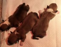 Pembroke Welsh Corgi Puppies for sale in Wynot, NE 68792, USA. price: NA