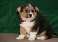 Pembroke Welsh Corgi Puppies for sale in Dallas, TX, USA. price: NA