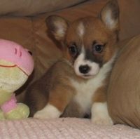 Pembroke Welsh Corgi Puppies for sale in Jackson, MS, USA. price: NA