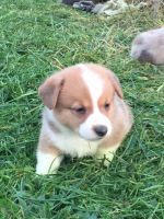 Pembroke Welsh Corgi Puppies for sale in Danville, OH 43014, USA. price: NA