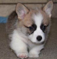 Pembroke Welsh Corgi Puppies for sale in Bland, MO 65014, USA. price: NA