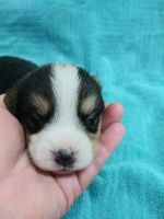 Pembroke Welsh Corgi Puppies for sale in Seneca, MO 64865, USA. price: NA