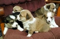 Pembroke Welsh Corgi Puppies for sale in Newaygo, MI 49337, USA. price: NA
