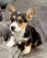 Pembroke Welsh Corgi Puppies for sale in Los Angeles, CA, USA. price: NA