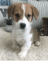 Pembroke Welsh Corgi Puppies for sale in Erie, PA, USA. price: NA