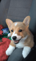 Pembroke Welsh Corgi Puppies for sale in Ohio City, Cleveland, OH, USA. price: NA