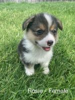 Pembroke Welsh Corgi Puppies for sale in Lewisville, TX, USA. price: NA
