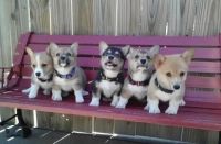 Pembroke Welsh Corgi Puppies for sale in Chicago, IL 60602, USA. price: NA