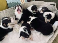Pembroke Welsh Corgi Puppies for sale in Leamington, UT 84638, USA. price: NA